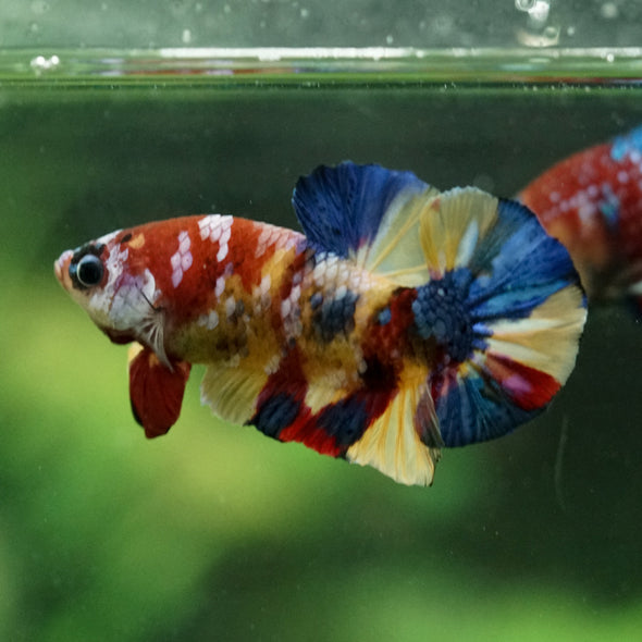 Multicolor/Galaxy Koi Plakat -15 weeks Old