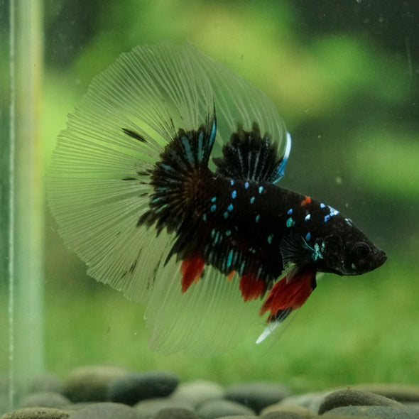 Black Base Galaxy Koi Halfmoon (Avatar) - 14 weeks old