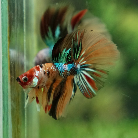 Galaxy Koi Halfmoon - 10 weeks old