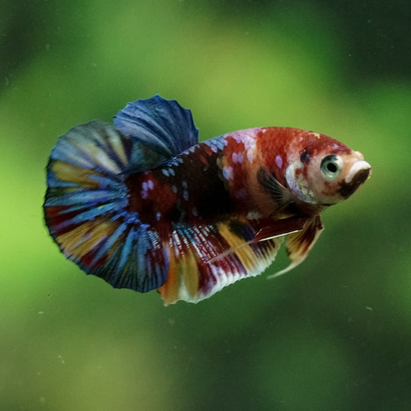 Multicolor/Galaxy Koi Plakat -11 weeks Old