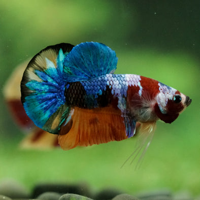 Multicolor/Galaxy Koi Plakat -16 weeks Old
