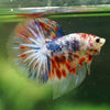 Galaxy/Candy Koi Halfmoon - 11 weeks old