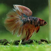 Galaxy/Candy Koi Halfmoon - 14 weeks old