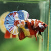 Multicolor/Galaxy Koi Plakat -16 weeks Old