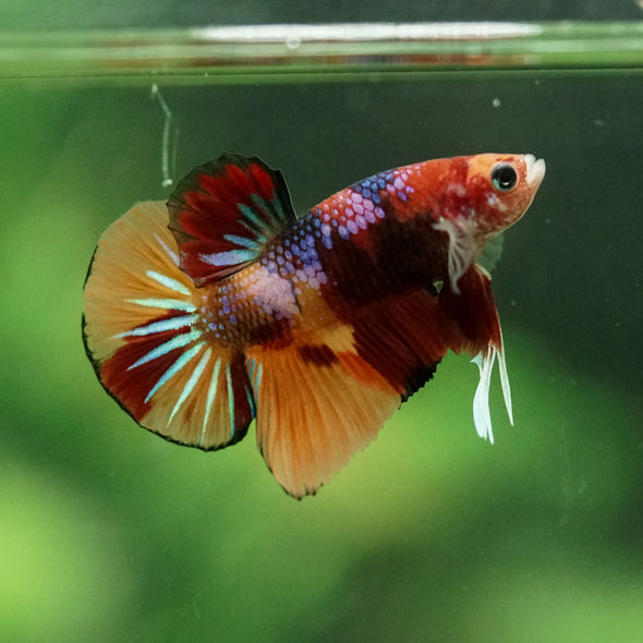 Multicolor/Galaxy Koi Plakat -10 weeks Old