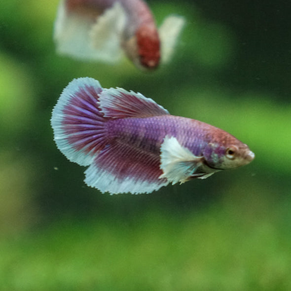 Dumbo Halfmoon - Female