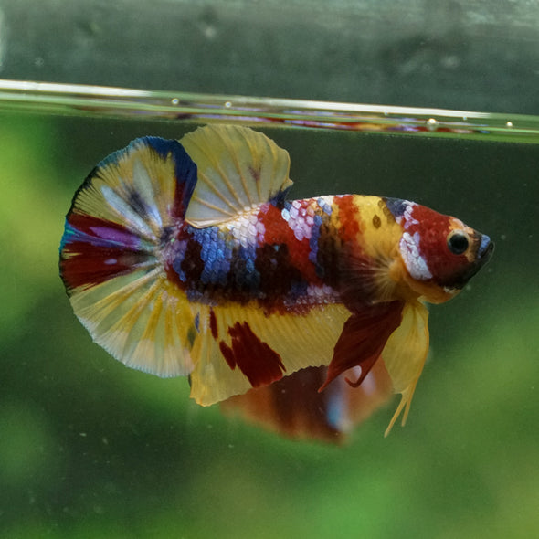 Multicolor/Galaxy Koi Plakat -13 weeks Old