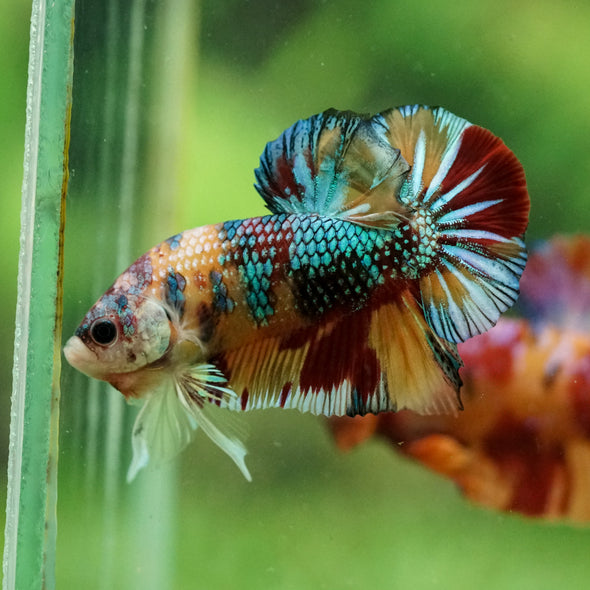 Multicolor/Galaxy Koi Plakat -16 weeks Old