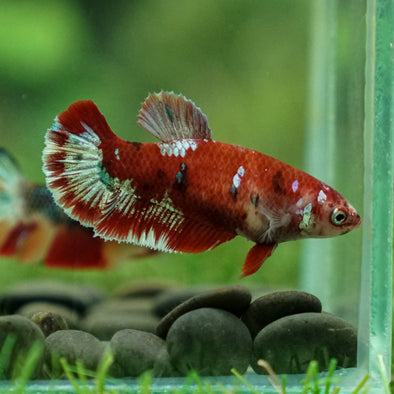 Multicolor/ Galaxy Koi Plakat- Female- 13 Weeks Old