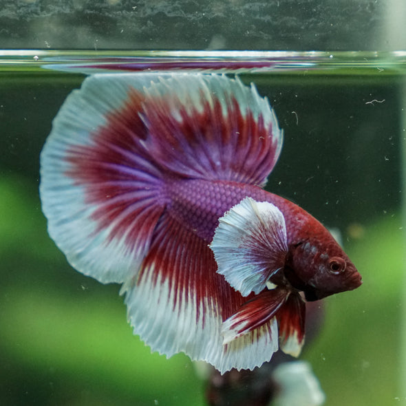 Dumbo Halfmoon - 13 weeks old