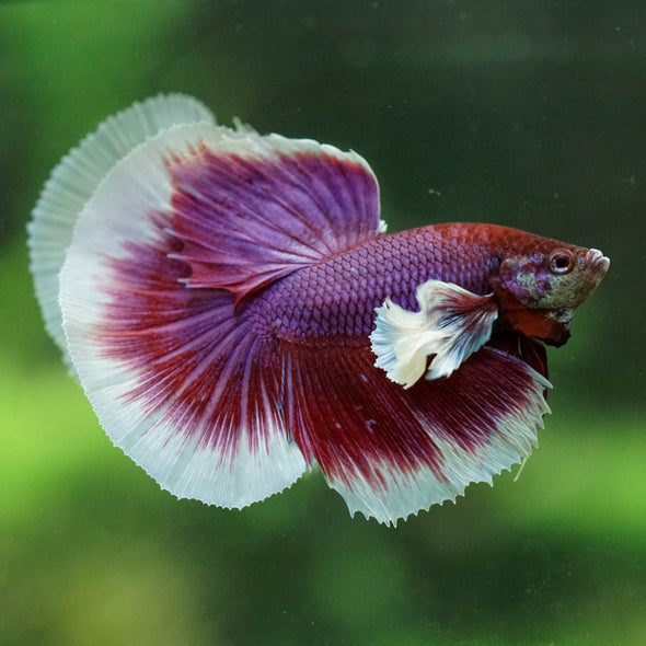 Dumbo Halfmoon - 12 weeks old