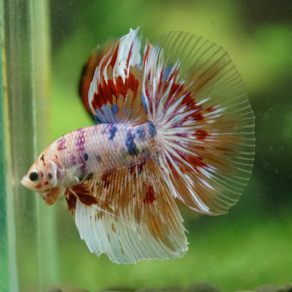 Galaxy/Candy Koi Halfmoon - 14 weeks old