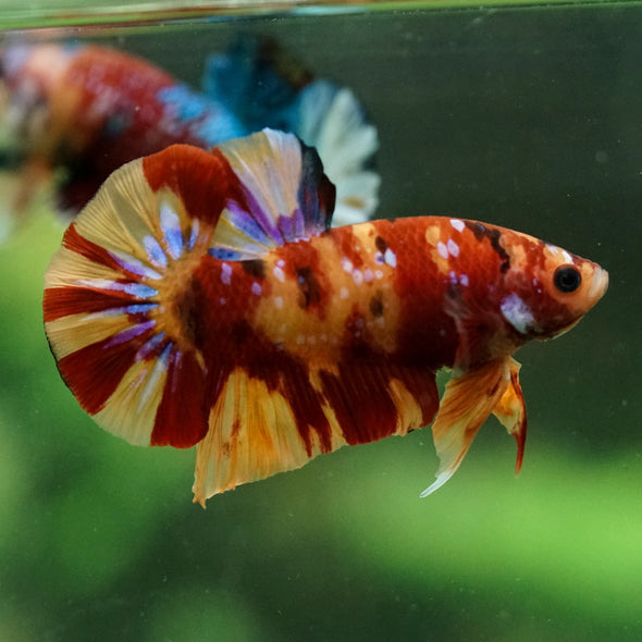 Multicolor/Galaxy Koi Plakat -15 weeks Old