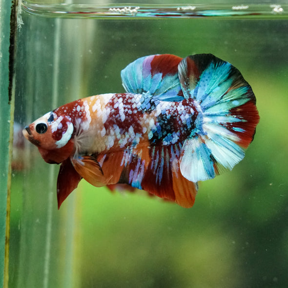 Multicolor/Galaxy Koi Plakat -16 weeks Old