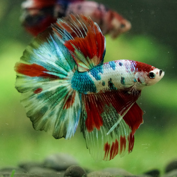 Galaxy/Candy Koi Halfmoon - 14 weeks old
