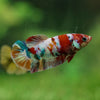 Multicolor/ Galaxy Koi Plakat - Female- 13 Weeks Old