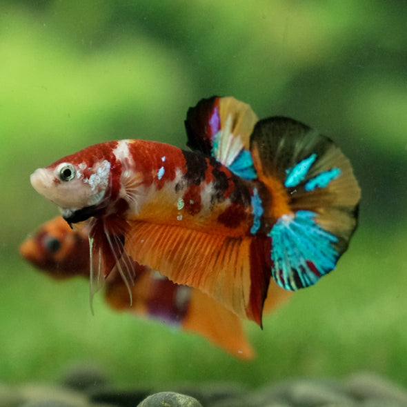 Multicolor/Galaxy Koi Plakat -13 weeks Old