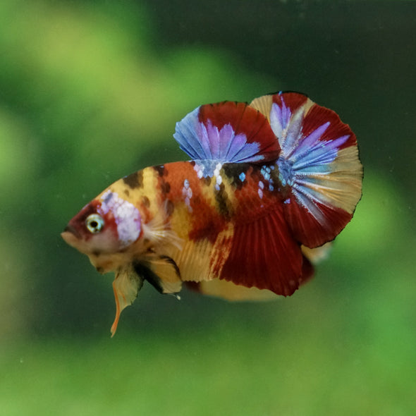 Multicolor/Galaxy Koi Plakat -13 weeks Old