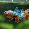 Multicolor/Galaxy Koi Plakat -16 weeks Old