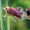 Multicolor/Galaxy Koi Plakat -11 weeks Old