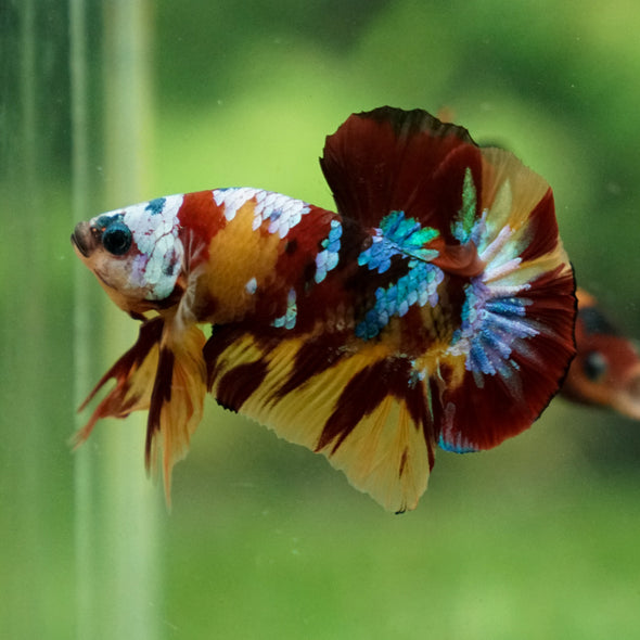 Multicolor/Galaxy Koi Plakat -13 weeks Old