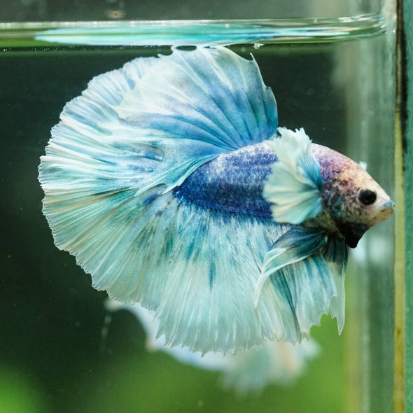 Dumbo Halfmoon - 12 weeks old