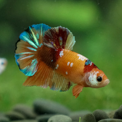 Multicolor/Galaxy Koi Plakat -11 weeks Old