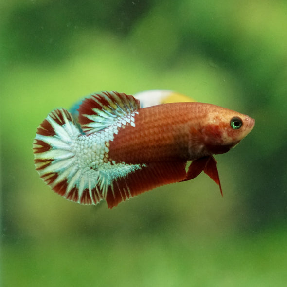 Red Fancy Plakat 13 Week Old- Female
