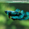 Black Galaxy Koi Plakat (Avatar) - Female- 13 Weeks Old