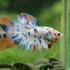 Galaxy/Candy Koi Halfmoon - 14 weeks old