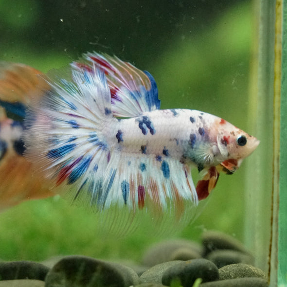 Galaxy/Candy Koi Halfmoon - 14 weeks old
