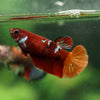 Multicolor/ Galaxy Koi Plakat- Female- 13 Weeks Old
