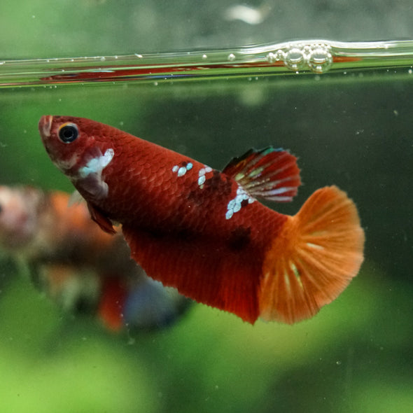 Multicolor/ Galaxy Koi Plakat- Female- 13 Weeks Old