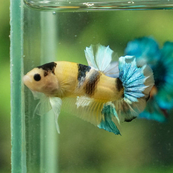 Multicolor/Galaxy Koi Plakat -11 weeks Old