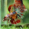 Galaxy/Candy Koi Halfmoon - 11 weeks old