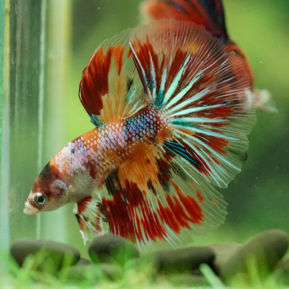 Galaxy/Candy Koi Halfmoon - 11 weeks old