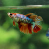 Multicolor/ Galaxy Koi Halfmoon - Female- 13 Weeks Old