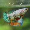 Multicolor/ Galaxy Koi Plakat- Female- 13 Weeks Old