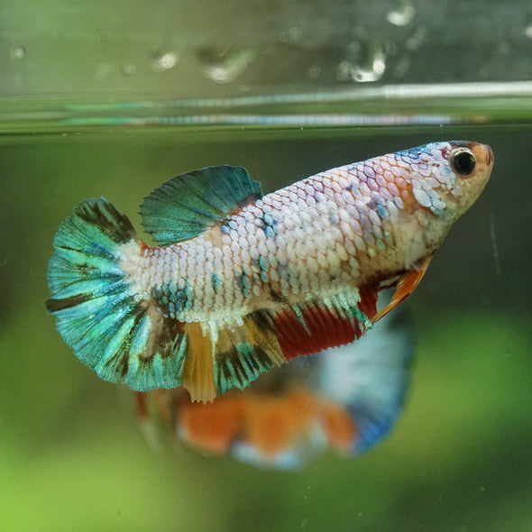 Multicolor/ Galaxy Koi Plakat- Female- 13 Weeks Old