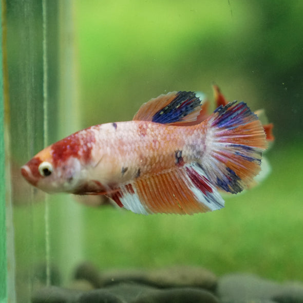 Multicolor/ Galaxy Koi Halfmoon | Female| 15 Weeks Old | Breeder Grade