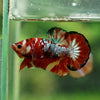 Multicolor/Galaxy Koi Plakat -13 weeks Old