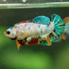 Multicolor/ Galaxy Koi Plakat- Female- 13 Weeks Old