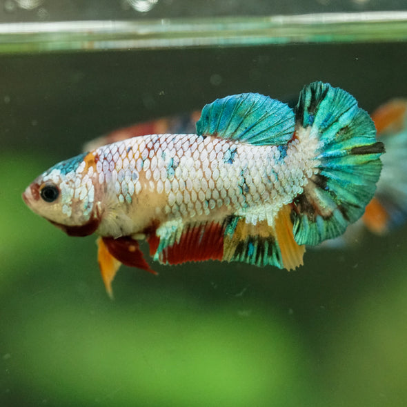Multicolor/ Galaxy Koi Plakat- Female- 13 Weeks Old