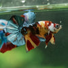 Multicolor/Galaxy Koi Plakat -16 weeks Old