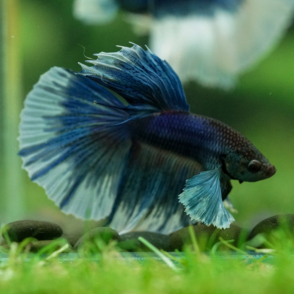 Dumbo Halfmoon - 11 weeks old