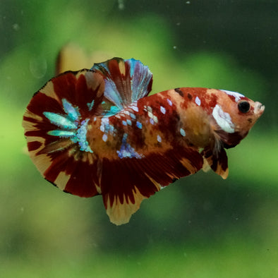 Multicolor/Galaxy Koi Plakat -13 weeks Old