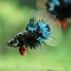 Black Base Galaxy/Candy Koi Halfmoon - 14 weeks old