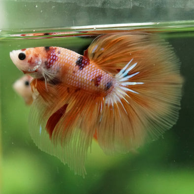 Galaxy/Candy Koi Halfmoon - 14 weeks old