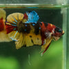 Multicolor/Galaxy Koi Plakat -16 weeks Old