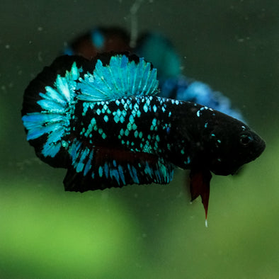 Black Koi Galaxy Plakat (Avatar) -10 weeks Old